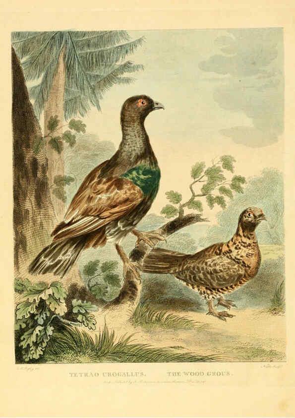 Reproducción/Reproduction 6059032813: Musei Leveriani explicatio, anglica et latina [London] :Impensis Jacobi Parkinson,1792-1796