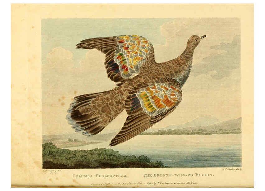 Reproducción/Reproduction 6059580504: Musei Leveriani explicatio, anglica et latina [London] :Impensis Jacobi Parkinson,1792-1796
