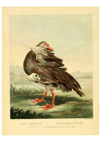 Reproducción/Reproduction 6059580794: Musei Leveriani explicatio, anglica et latina [London] :Impensis Jacobi Parkinson,1792-1796