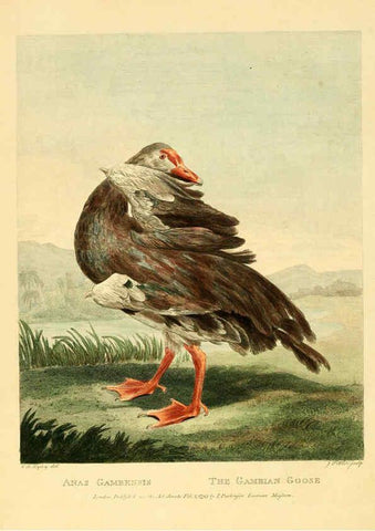 Reproducción/Reproduction 6059580794: Musei Leveriani explicatio, anglica et latina [London] :Impensis Jacobi Parkinson,1792-1796