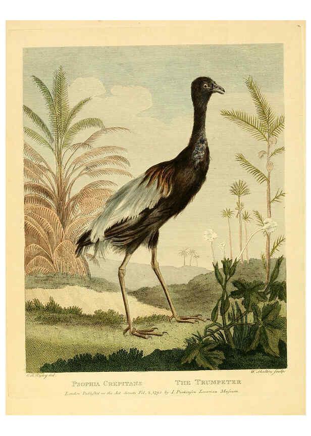 Reproducción/Reproduction 6059581028: Musei Leveriani explicatio, anglica et latina [London] :Impensis Jacobi Parkinson,1792-1796