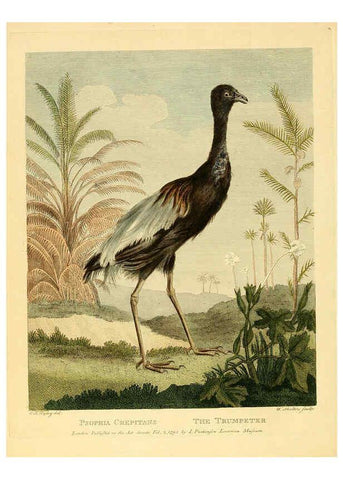 Reproducción/Reproduction 6059581028: Musei Leveriani explicatio, anglica et latina [London] :Impensis Jacobi Parkinson,1792-1796