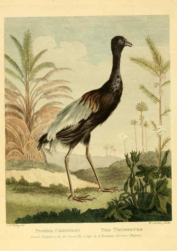 Reproducción/Reproduction 6059581028: Musei Leveriani explicatio, anglica et latina [London] :Impensis Jacobi Parkinson,1792-1796