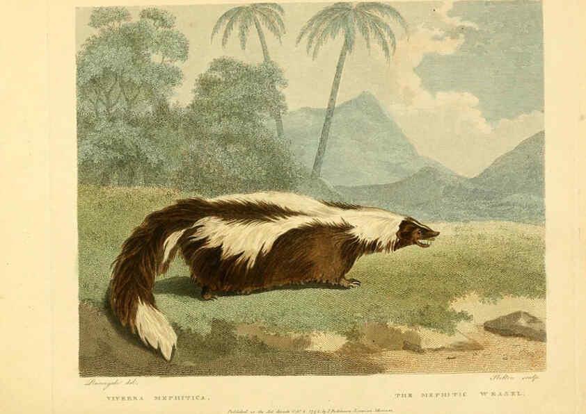 Reproducción/Reproduction 6059030297: Musei Leveriani explicatio, anglica et latina [London] :Impensis Jacobi Parkinson,1792-1796