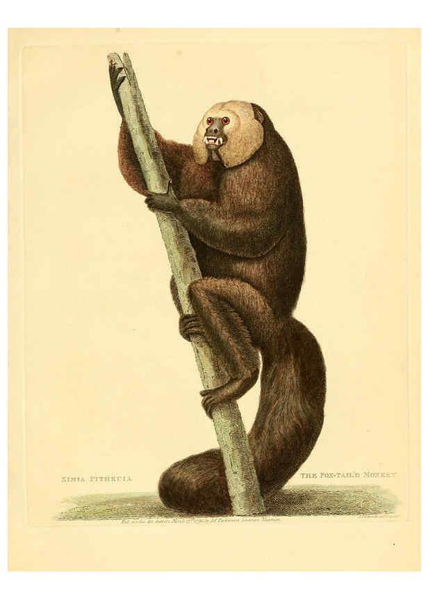 Reproducción/Reproduction 6059030115: Musei Leveriani explicatio, anglica et latina [London] :Impensis Jacobi Parkinson,1792-1796