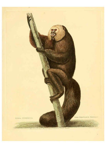 Reproducción/Reproduction 6059030115: Musei Leveriani explicatio, anglica et latina [London] :Impensis Jacobi Parkinson,1792-1796