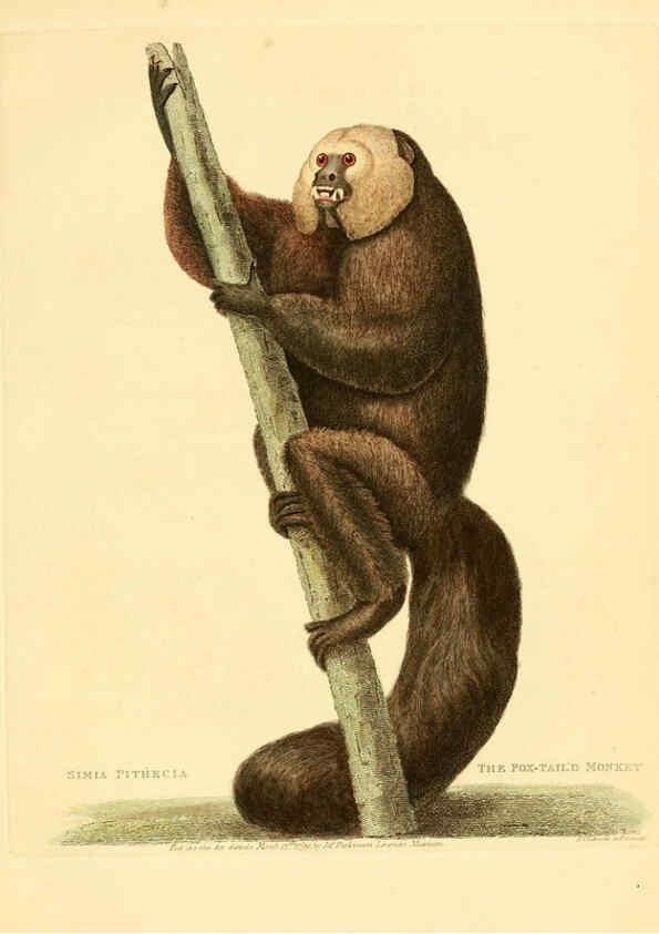 Reproducción/Reproduction 6059030115: Musei Leveriani explicatio, anglica et latina [London] :Impensis Jacobi Parkinson,1792-1796