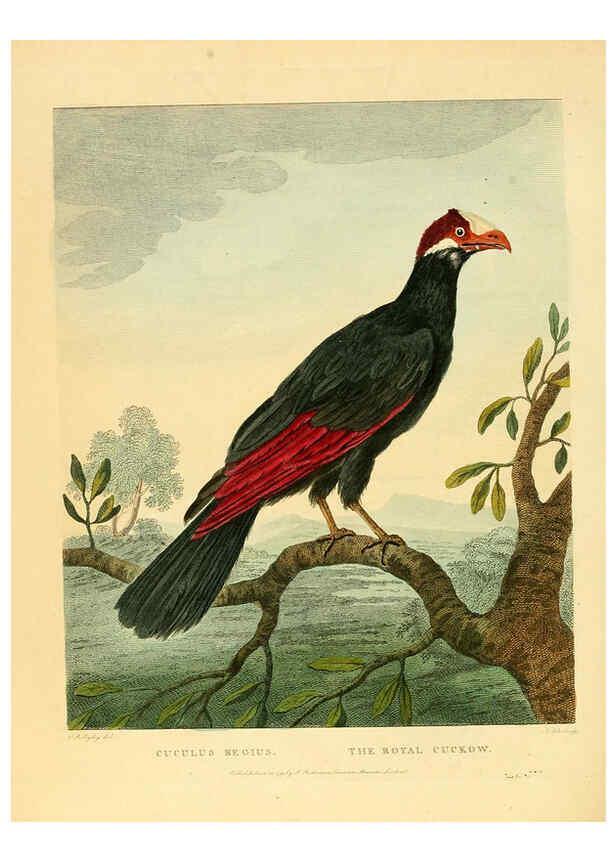 Reproducción/Reproduction 6059029705: Musei Leveriani explicatio, anglica et latina [London] :Impensis Jacobi Parkinson,1792-1796