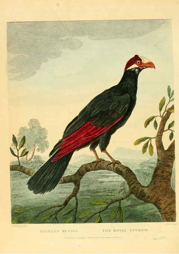 Reproducción/Reproduction 6059029705: Musei Leveriani explicatio, anglica et latina [London] :Impensis Jacobi Parkinson,1792-1796
