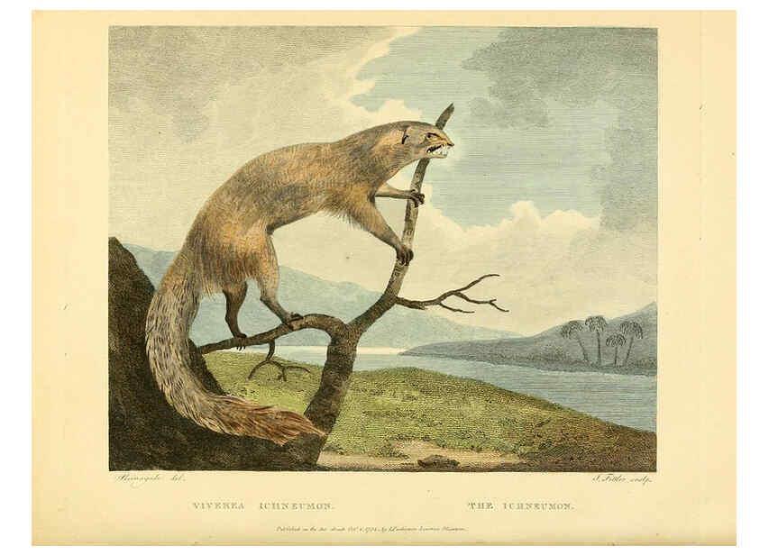 Reproducción/Reproduction 6059577164: Musei Leveriani explicatio, anglica et latina [London] :Impensis Jacobi Parkinson,1792-1796