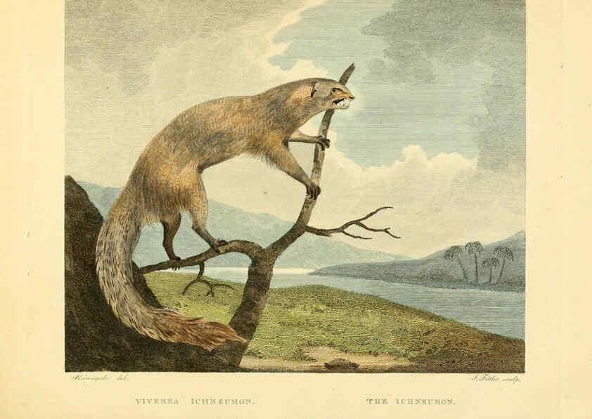 Reproducción/Reproduction 6059577164: Musei Leveriani explicatio, anglica et latina [London] :Impensis Jacobi Parkinson,1792-1796
