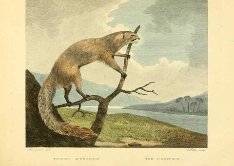 Reproducción/Reproduction 6059577164: Musei Leveriani explicatio, anglica et latina [London] :Impensis Jacobi Parkinson,1792-1796