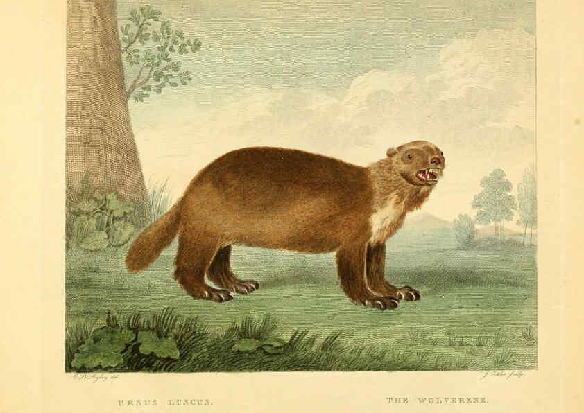 Reproducción/Reproduction 6059026103: Musei Leveriani explicatio, anglica et latina [London] :Impensis Jacobi Parkinson,1792-1796