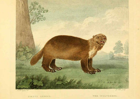 Reproducción/Reproduction 6059026103: Musei Leveriani explicatio, anglica et latina [London] :Impensis Jacobi Parkinson,1792-1796