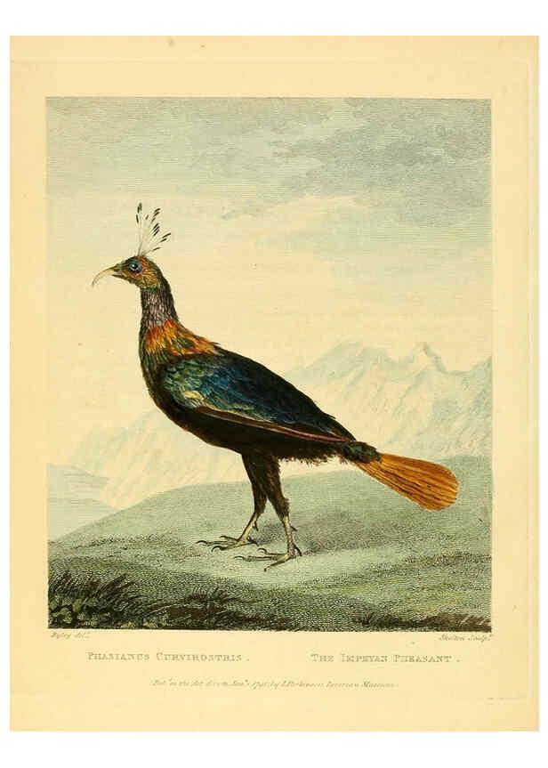 Reproducción/Reproduction 6059574064: Musei Leveriani explicatio, anglica et latina [London] :Impensis Jacobi Parkinson,1792-1796