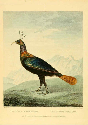 Reproducción/Reproduction 6059574064: Musei Leveriani explicatio, anglica et latina [London] :Impensis Jacobi Parkinson,1792-1796