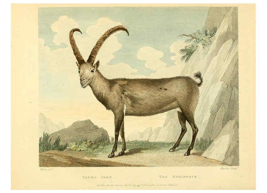 Reproducción/Reproduction 6059574298: Musei Leveriani explicatio, anglica et latina [London] :Impensis Jacobi Parkinson,1792-1796