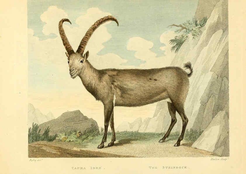 Reproducción/Reproduction 6059574298: Musei Leveriani explicatio, anglica et latina [London] :Impensis Jacobi Parkinson,1792-1796