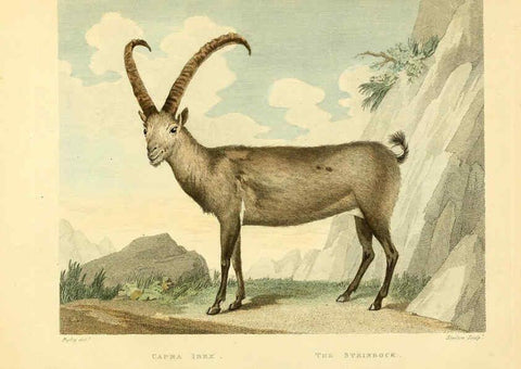 Reproducción/Reproduction 6059574298: Musei Leveriani explicatio, anglica et latina [London] :Impensis Jacobi Parkinson,1792-1796
