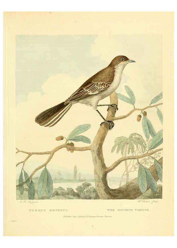 Reproducción/Reproduction 6059574680: Musei Leveriani explicatio, anglica et latina [London] :Impensis Jacobi Parkinson,1792-1796