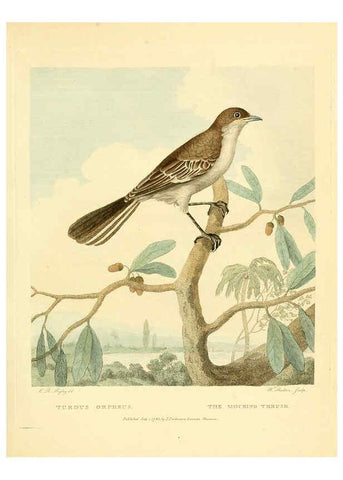 Reproducción/Reproduction 6059574680: Musei Leveriani explicatio, anglica et latina [London] :Impensis Jacobi Parkinson,1792-1796