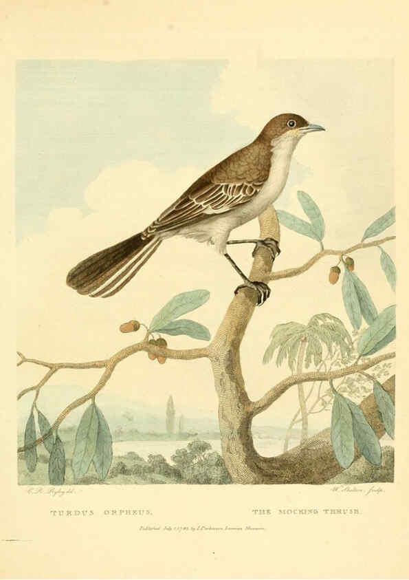 Reproducción/Reproduction 6059574680: Musei Leveriani explicatio, anglica et latina [London] :Impensis Jacobi Parkinson,1792-1796