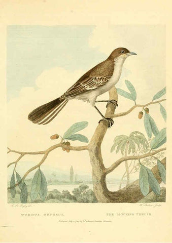 Reproducción/Reproduction 6059574680: Musei Leveriani explicatio, anglica et latina [London] :Impensis Jacobi Parkinson,1792-1796