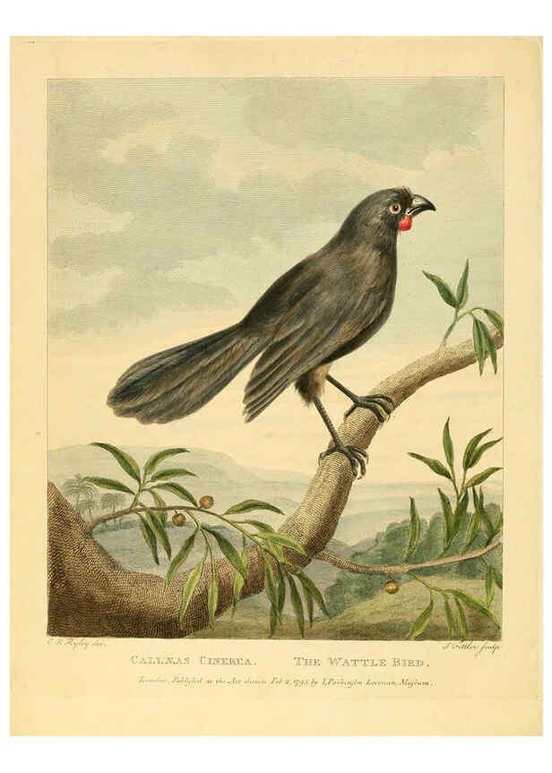 Reproducción/Reproduction 6059581272: Musei Leveriani explicatio, anglica et latina [London] :Impensis Jacobi Parkinson,1792-1796