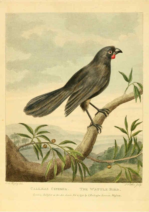 Reproducción/Reproduction 6059581272: Musei Leveriani explicatio, anglica et latina [London] :Impensis Jacobi Parkinson,1792-1796