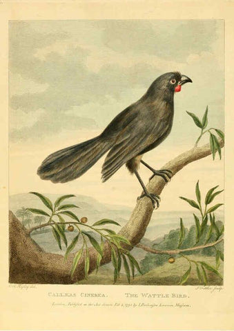 Reproducción/Reproduction 6059581272: Musei Leveriani explicatio, anglica et latina [London] :Impensis Jacobi Parkinson,1792-1796