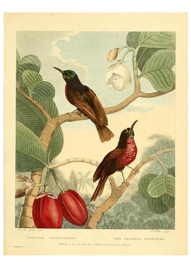 Reproducción/Reproduction 6059575092: Musei Leveriani explicatio, anglica et latina [London] :Impensis Jacobi Parkinson,1792-1796