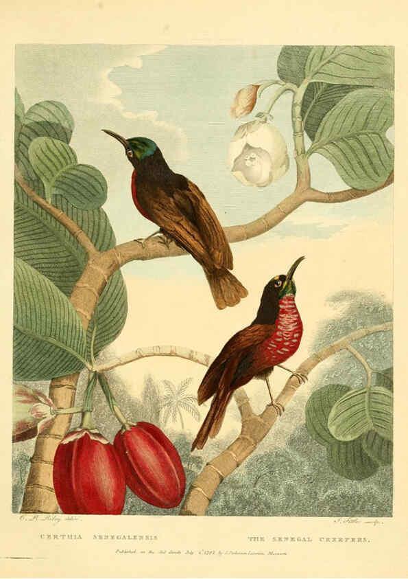 Reproducción/Reproduction 6059575092: Musei Leveriani explicatio, anglica et latina [London] :Impensis Jacobi Parkinson,1792-1796