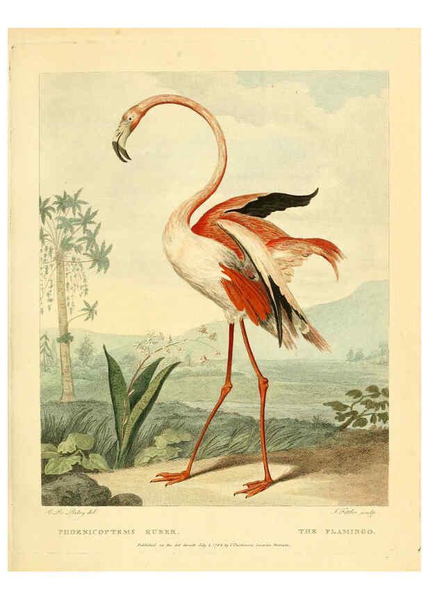 Reproducción/Reproduction 6059575554: Musei Leveriani explicatio, anglica et latina [London] :Impensis Jacobi Parkinson,1792-1796