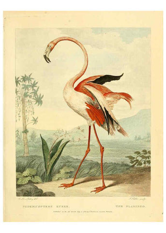Reproducción/Reproduction 6059575554: Musei Leveriani explicatio, anglica et latina [London] :Impensis Jacobi Parkinson,1792-1796