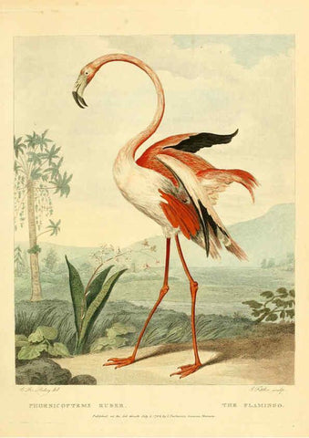 Reproducción/Reproduction 6059575554: Musei Leveriani explicatio, anglica et latina [London] :Impensis Jacobi Parkinson,1792-1796