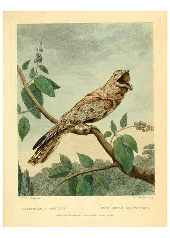 Reproducción/Reproduction 6059028317: Musei Leveriani explicatio, anglica et latina [London] :Impensis Jacobi Parkinson,1792-1796