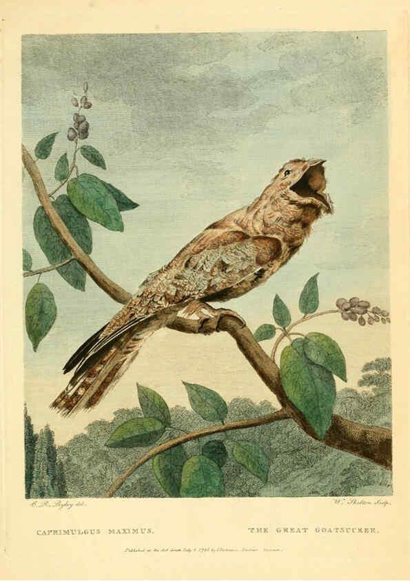 Reproducción/Reproduction 6059028317: Musei Leveriani explicatio, anglica et latina [London] :Impensis Jacobi Parkinson,1792-1796