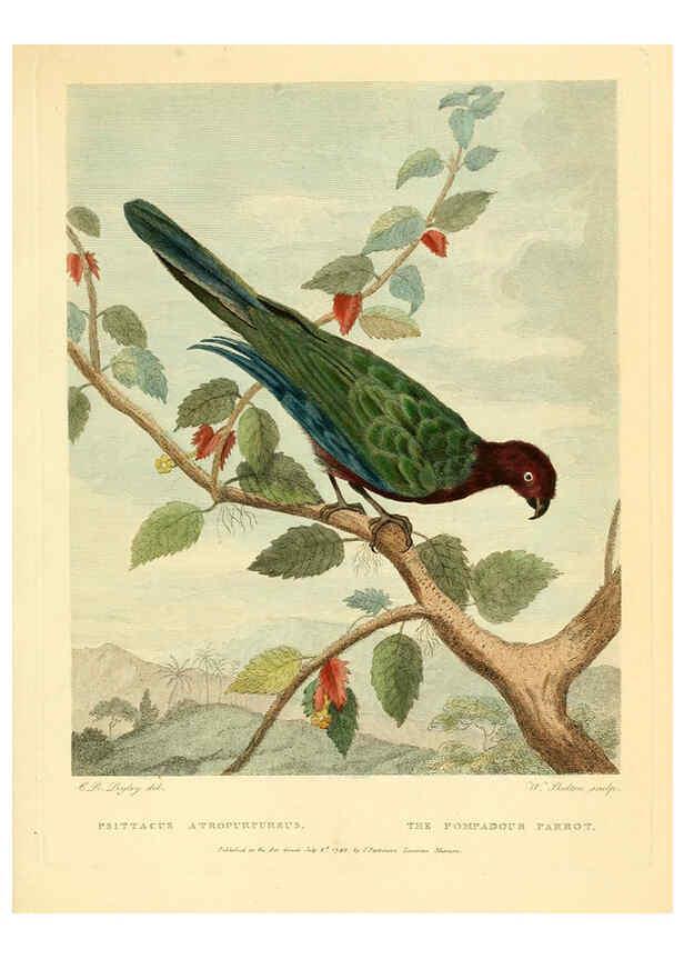 Reproducción/Reproduction 6059028547: Musei Leveriani explicatio, anglica et latina [London] :Impensis Jacobi Parkinson,1792-1796