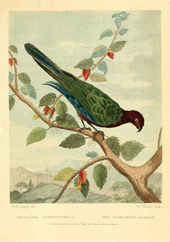 Reproducción/Reproduction 6059028547: Musei Leveriani explicatio, anglica et latina [London] :Impensis Jacobi Parkinson,1792-1796