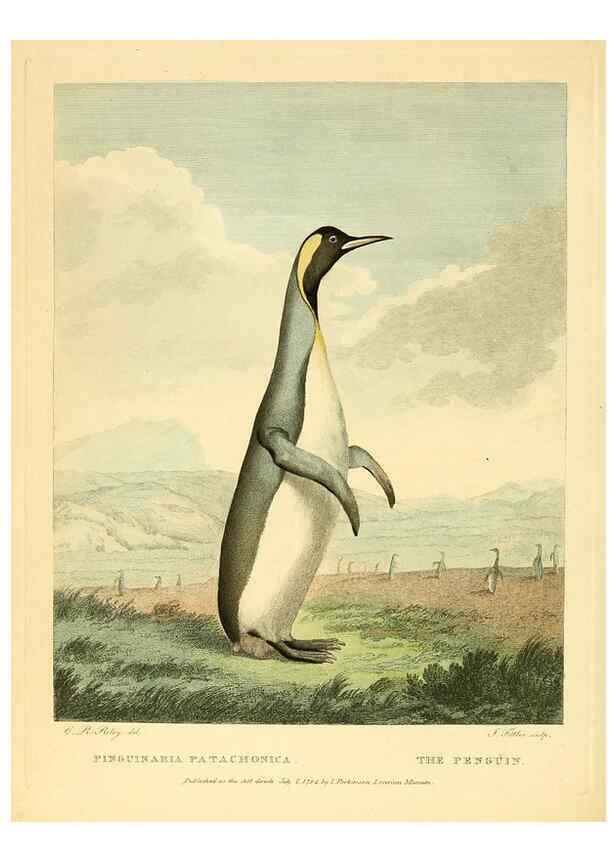 Reproducción/Reproduction 6059576340: Musei Leveriani explicatio, anglica et latina [London] :Impensis Jacobi Parkinson,1792-1796