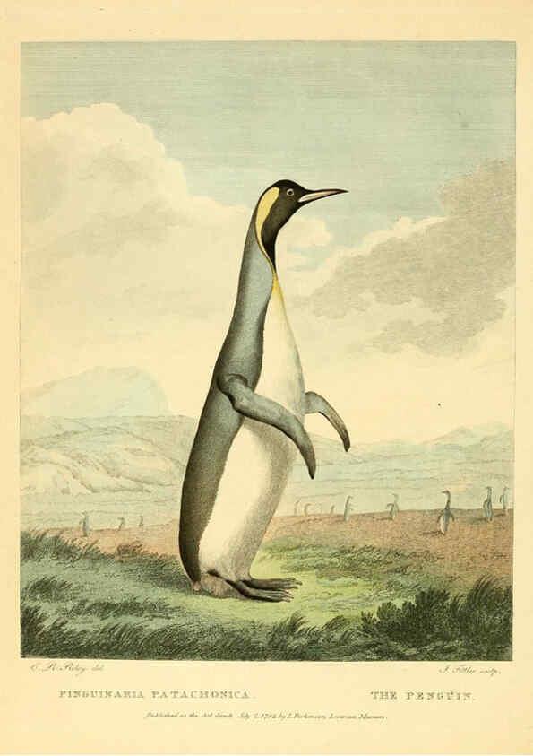 Reproducción/Reproduction 6059576340: Musei Leveriani explicatio, anglica et latina [London] :Impensis Jacobi Parkinson,1792-1796