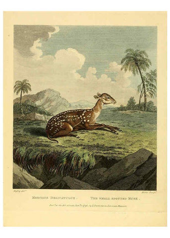 Reproducción/Reproduction 6059028967: Musei Leveriani explicatio, anglica et latina [London] :Impensis Jacobi Parkinson,1792-1796