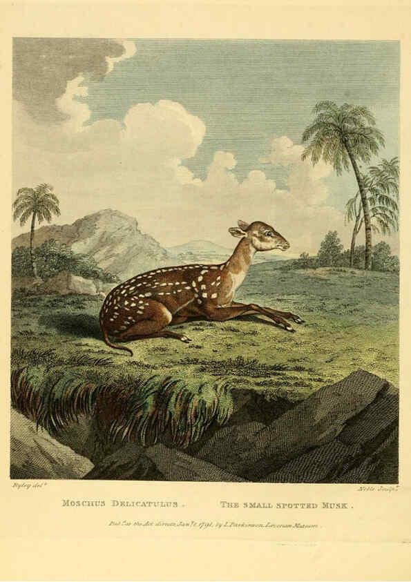 Reproducción/Reproduction 6059028967: Musei Leveriani explicatio, anglica et latina [London] :Impensis Jacobi Parkinson,1792-1796