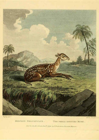 Reproducción/Reproduction 6059028967: Musei Leveriani explicatio, anglica et latina [London] :Impensis Jacobi Parkinson,1792-1796
