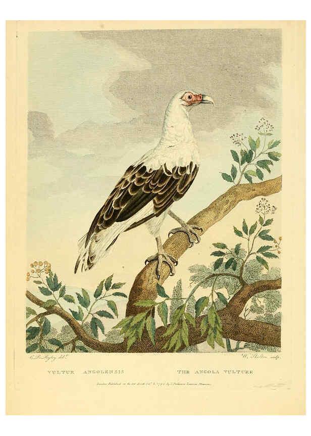 Reproducción/Reproduction 6059576750: Musei Leveriani explicatio, anglica et latina [London] :Impensis Jacobi Parkinson,1792-1796