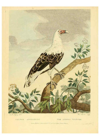Reproducción/Reproduction 6059576750: Musei Leveriani explicatio, anglica et latina [London] :Impensis Jacobi Parkinson,1792-1796