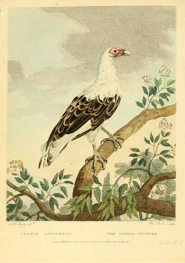 Reproducción/Reproduction 6059576750: Musei Leveriani explicatio, anglica et latina [London] :Impensis Jacobi Parkinson,1792-1796