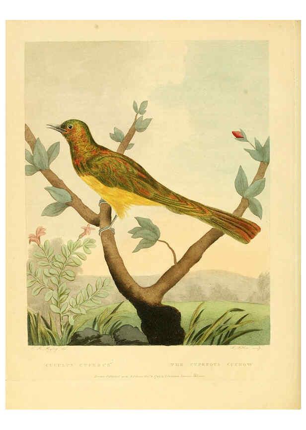 Reproducción/Reproduction 6059577000: Musei Leveriani explicatio, anglica et latina [London] :Impensis Jacobi Parkinson,1792-1796