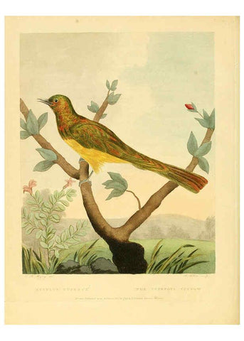 Reproducción/Reproduction 6059577000: Musei Leveriani explicatio, anglica et latina [London] :Impensis Jacobi Parkinson,1792-1796