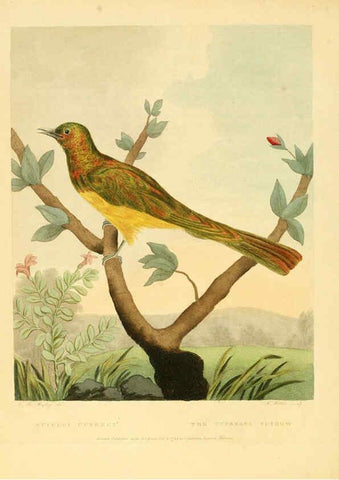 Reproducción/Reproduction 6059577000: Musei Leveriani explicatio, anglica et latina [London] :Impensis Jacobi Parkinson,1792-1796